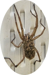 Wolf Spider with babies