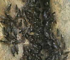 Tree Cattle bugs